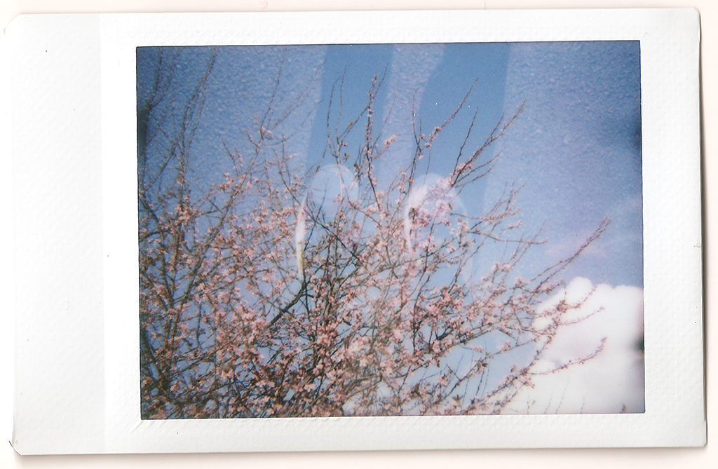 Blossom - Double Exposure