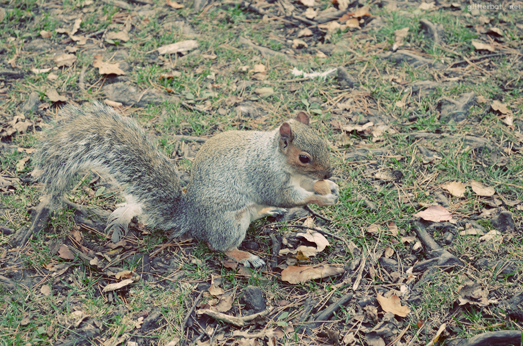 Squirrel Spotting