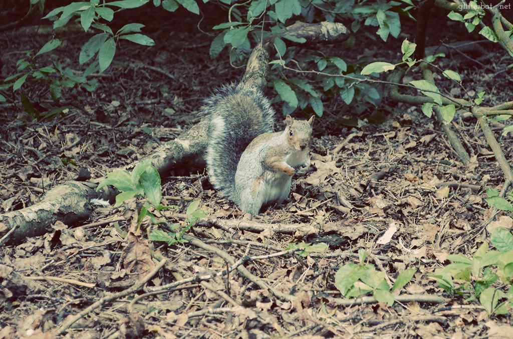 Squirrel Spotting
