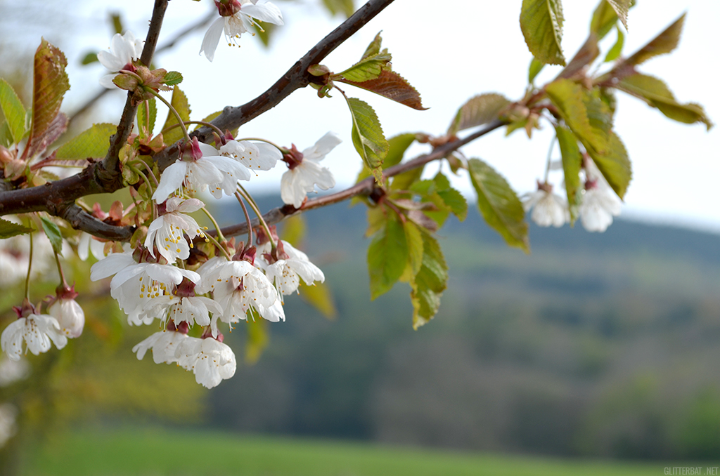 Blossom at Ox Pasture Hall