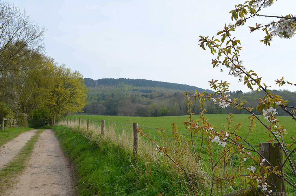 Blossom at Ox Pasture Hall